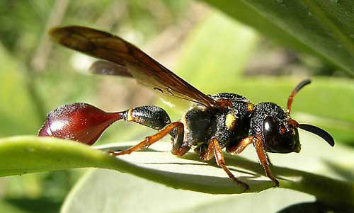 red and black mason wasp