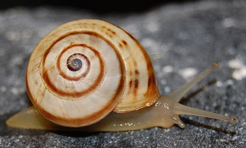 The white garden snail, Theba pisana (Müller). 
