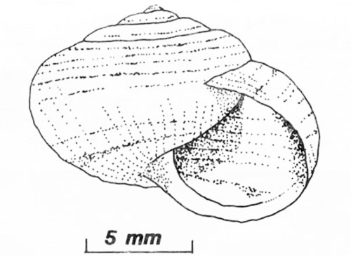 Front (top) and basal (bottom) views of the white garden snail, Theba pisana (Müller). 