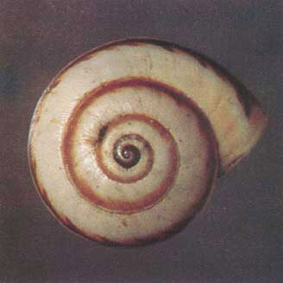 Brown banded color form of the white garden snail, Theba pisana (Müller). 