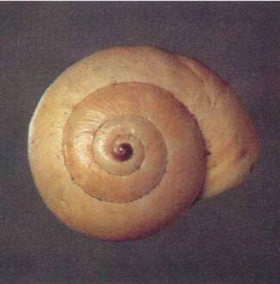 Non-banded color form of the white garden snail, Theba pisana (Müller).