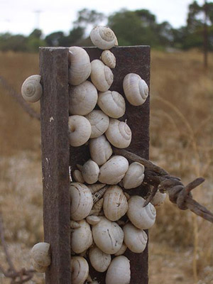 White garden snails, Theba pisana (Müller), aestivating at the top of a fence post at Kadina, South Australia. 