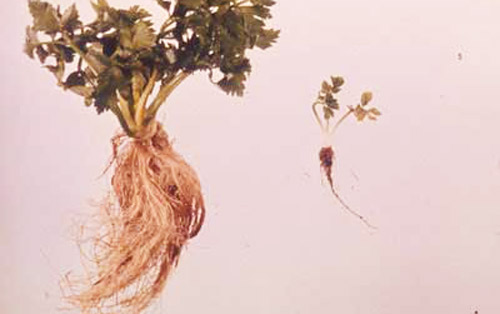 Awl nematodes (Dolichodorus spp.) cause severe stunting, which can be seen in the celery plant on the right. The plant on the left is unaffected. 