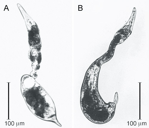 Swollen females of the citrus nematode, Tylenchulus semipenetrans (Cobb, 1913), removed from a parasitized citrus root. 