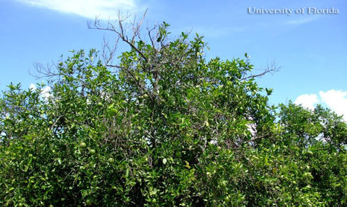 Citrus trees exhibiting symptoms of citrus decline caused by the citrus nematode, Tylenchulus semipenetrans (Cobb, 1913). Note the thinning canopy and bare branches in the upper canopy.