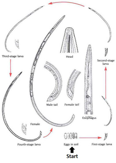 A typical life cycle of a dagger nematode, Xiphinema sp., with detailed features.