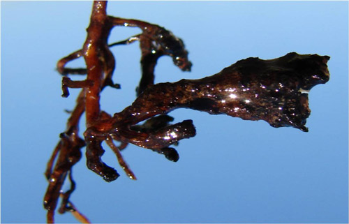 Terminal galling of grapevine root caused by a dagger nematode, Xiphinema sp. 