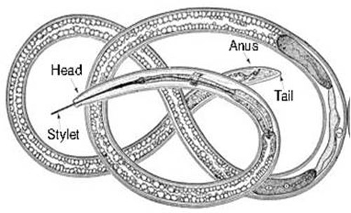 Schematic diagram showing detailed morphological features of a dagger nematode, Xiphinema sp. 