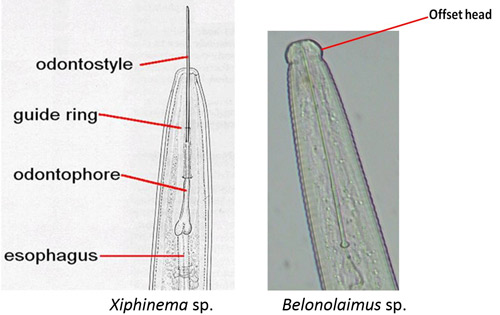 A drawing comparing anterior regions of a dagger nematode, Xiphinema sp. to a sting nematode, Belonolaimus sp. Sting nematode has an offset head region and a stylet with basal knobs; dagger nematodes do not have an offset head region and the basal region of the stylet has flanges.