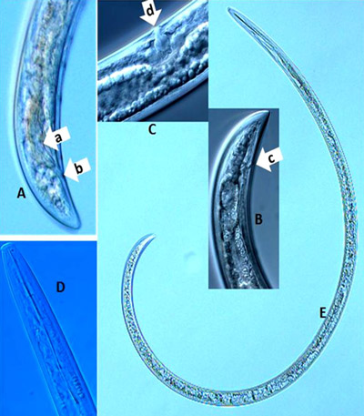 Photographs of a dagger nematode, Xiphinema sp. A: lateral view of a male tail region with paired spicules (arrow a) and cloaca (arrow b); B: lateral view of anus (arrow c) at the tail region of a female; C: lateral view of vulva (arrow d) of a female; D: a head region showing full stylet; E: a full body length view.