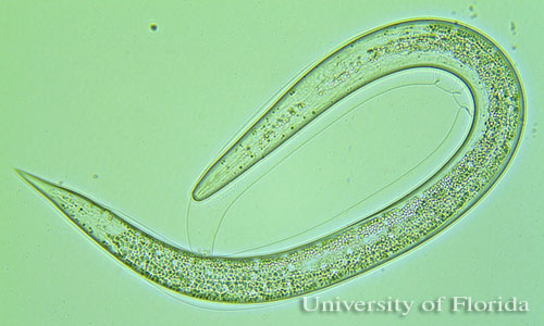 enterobiasis petesejtek féreg protozoonák