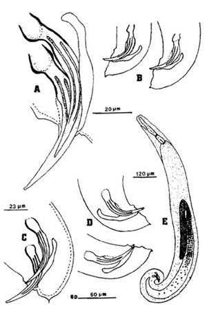 Males of the mole cricket nematode, Steinernema scapterisci Nguyen & Smart n. sp. A) Spicules of the first-generation male showing angular head, ribs, and gubernaculum with anterior end bent upward. B) Variation in the tail shape of the first-generation males.