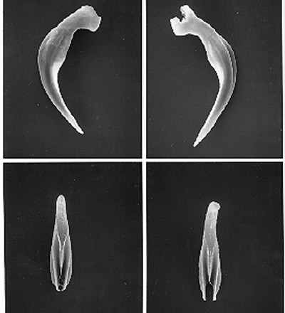 Spicules (top) and gubernaculum (bottom) of the mole cricket nematode, Steinernema scapterisci Nguyen & Smart. 