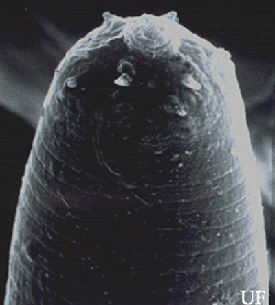 Infective juvenile of the mole cricket nematode, Steinernema scapterisci Nguyen & Smart, with the head showing labial raising disc. 