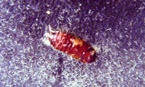 Mole cricket nematodes, Steinernema scapterisci Nguyen & Smart, emerging from a cockroach nymph. 