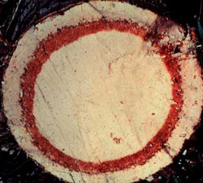 The telltale red ring seen here in a cross-section of a palm indicates that this particular tree is infested by red ring nematode, Bursaphelenchus cocophilus. 