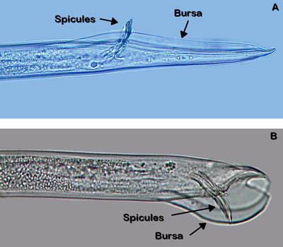 Sex organs of male Belonolaimus longicaudatus (A) and Dolichodorus sp. (B). The bursa of Belonolaimus longicaudatus is long and narrow while that of Dolichodorus spp. is shorter and wider. 