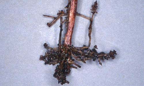 Cotton roots damaged by Belonolaimus longicaudatus. 