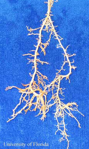 St. Augustinegrass roots with "stubby-root" symptoms caused by Trichodorus obtusus Cobb, a stubby-root nematode.