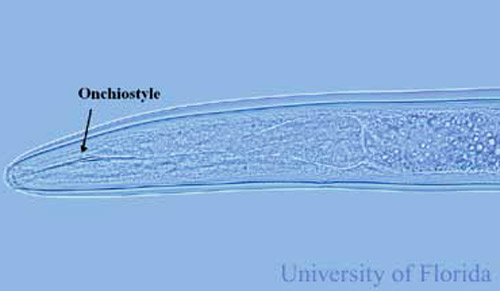 Curved onchiostyle of Trichodorus obtusus Cobb, a stubby-root nematode.