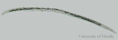 Female Trichodorus obtusus Cobb, a stubby-root nematode. 