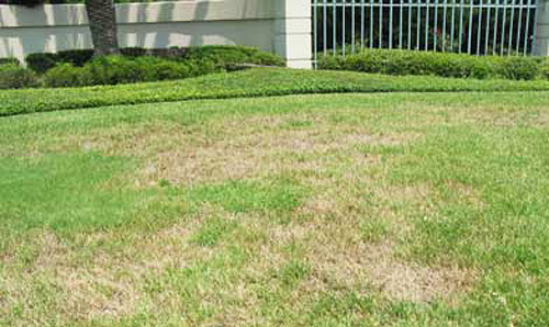 Dying patches of St. Augustinegrass resulting from a high infestation of Trichodorus obtusus Cobb , a stubby-root nematode, combined with drought stress.