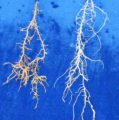 St. Augustinegrass roots grown in soil inoculated with Trichodorus obtusus (left), a stubby-root nematode, and in non-inoculated soil (right). 