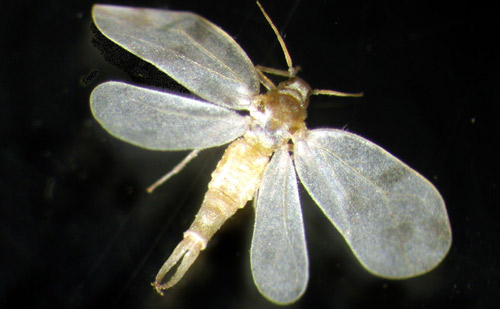 Male of rugose spiraling whitefly,Aleurodicus rugioperculatus Martin, with pincer like structures.
