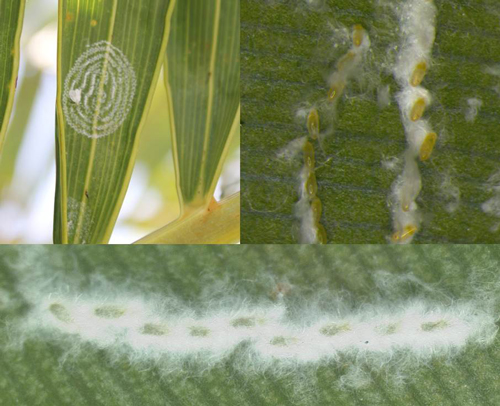 Eggs of rugose spiraling whitefly,Aleurodicus rugioperculatus Martin,on palm frond (left) and white bird of paradise leaf (right). 