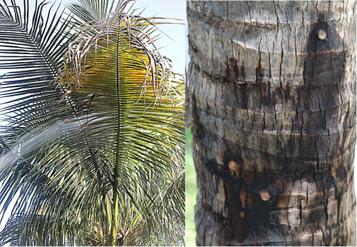 Foliar application of insecticide by a professsional to manage a rugose spiraling whitefly (Aleurodicus rugioperculatus Martin) on coconut palm (left) and injected Christmas palm tree trunks (right).
