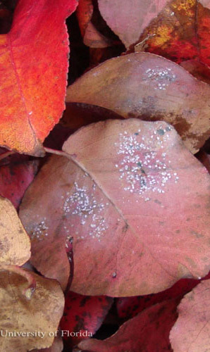 Several life stages of the ash whitefly, Siphoninus phillyreae (Haliday), on fallen Bradford pear leaves.