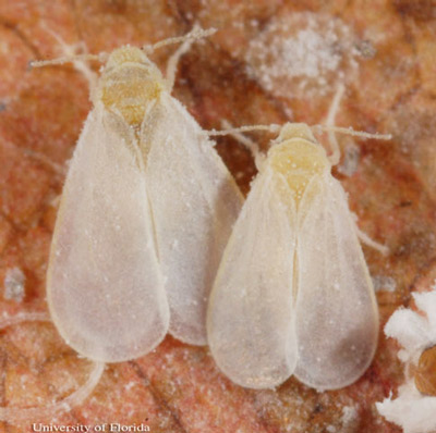 Adult ash whiteflies, Siphoninus phillyreae (Haliday). 