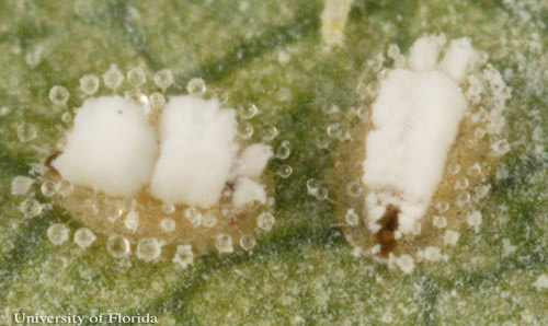 Pupal stage of the ash whitefly, Siphoninus phillyreae (Haliday), showing glassy, wax droplets. 