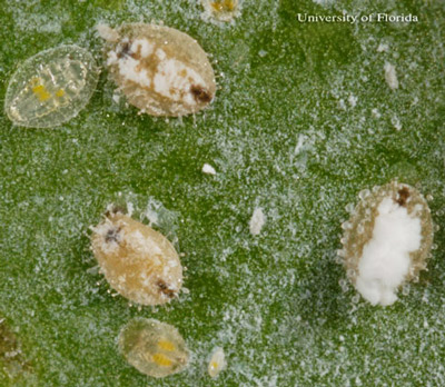 Puparia (3 tan-colored individuals) and juveniles (translucent nymphs) of the ash whitefly, Siphonius phillyreae (Haliday), on pomegranate. 