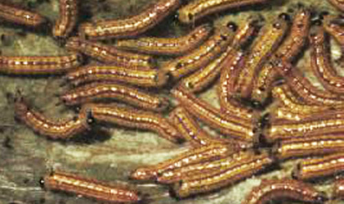 Young larvae of the azalea caterpillar, Datana major Grote & Robinson. 