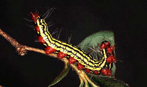 Mature larva of the azalea caterpillar, Datana major Grote & Robinson. 