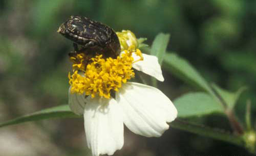 Adult Euphoria sepulcralis (Fabricius), a flower beetle, feeding on Bidens sp.