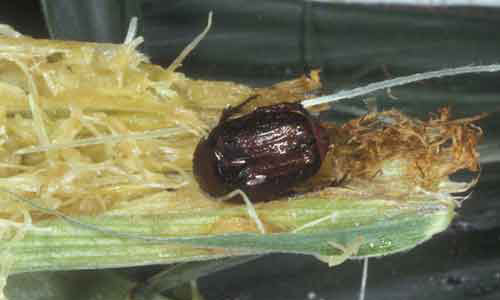 Adult Euphoria sepulcralis (Fabricius), a flower beetle, feeding on corn. 