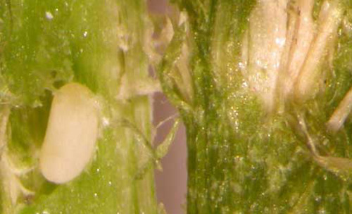 Cissus stem opened to reveal E. magnificus Gyllenhal egg. 