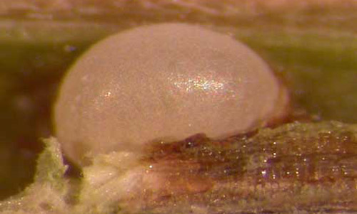 Close up of an egg of Eurhinus magnificus Gyllenhal, a weevil. 