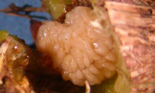 Fifth instar larva of Eurhinus magnificus Gyllenhal, a weevil, in a gall. 