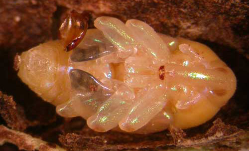 Ventral view of a pupa of Eurhinus magnificus Gyllenhal, a weevil.
