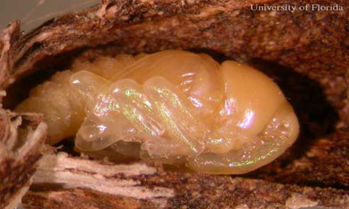 Lateral view of a pupa of Eurhinus magnificus Gyllenhal, a weevil. 