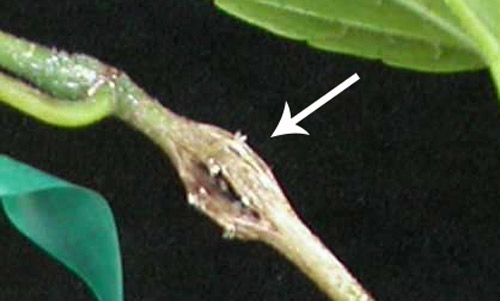 Gall caused by larval growth of Eurhinus magnificus Gyllenhal, a weevil. 