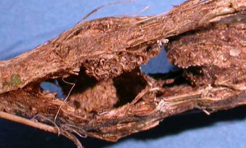 Damage to Cissus vine caused by gall formed by Eurhinus magnificus Gyllenhal, a weevil. 