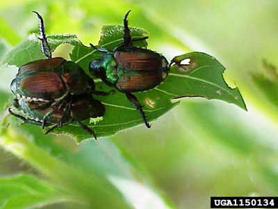 Adult Japanese beetles, Popillia japonica Newman, congregate to feed on foliage and mate. 
