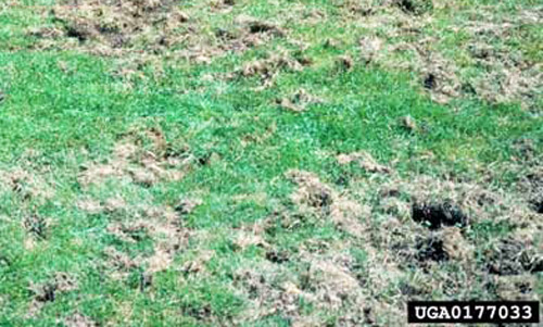 Grass turf damaged by larvae of the Japanese beetle, Popillia japonica Newman. 