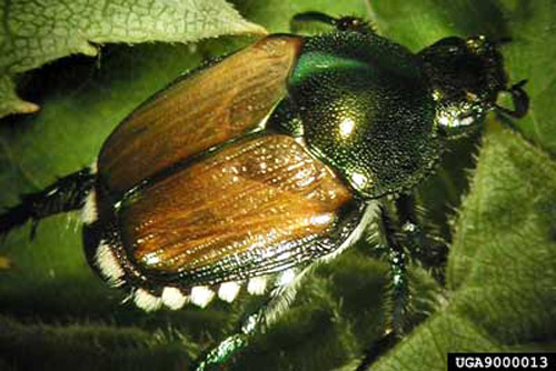 Adult Japanese beetle, Popillia japonica Newman. A typical morphological feature that helps to identify the Japanese beetle from other closely resembling beetles is the presence of six pairs of white hair brushes around the margins of the abdomen.