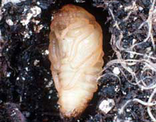 Pupa of the Japanese beetle, Popillia japonica Newman.