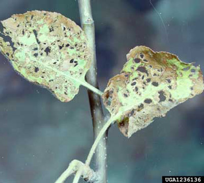 Adult Japanese beetle, Popillia japonica Newman, feeding damage on apple leaves.